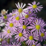 Aster ericoides 'Pink Star' - Aster