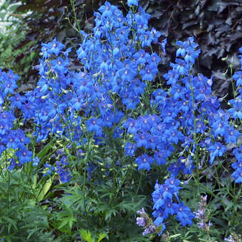 Delphinium belladonna 'Piccolo'