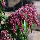 Pieris japonica 'Valley Valentine' - Lavendelheide