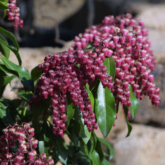 Pieris japonica 'Valley Valentine'