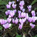 Cyclamen hederifolium - Alpenveilchen