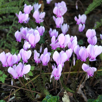 Cyclamen hederifolium