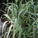 Arundo donax 'Versicolor' - Pfahlrohr