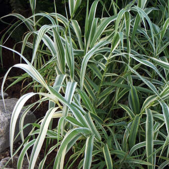 Arundo donax 'Versicolor'