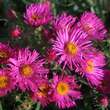 Aster n.a. 'Alma Pötschke': Bild 1/7