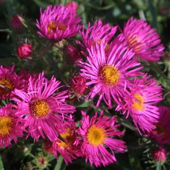 Aster n.a. 'Alma Pötschke'
