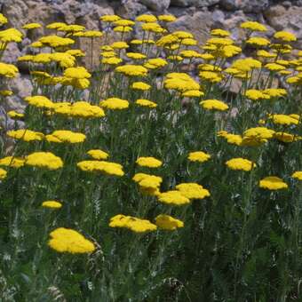 Achillea filip. 'Parker's Variety'