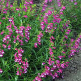 Penstemon 'Red Rocks' - Bartfaden