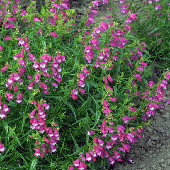 Bartfaden - Penstemon 'Red Rocks' - rosa