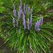 Liriope muscari 'Ingwersen': Bild 1/3