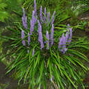 Liriope muscari 'Ingwersen' - Glöckchentraube