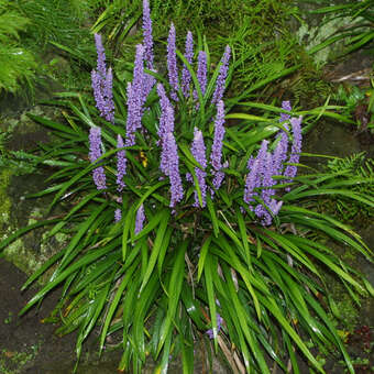 Liriope muscari 'Ingwersen'