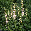Digitalis grandiflora: Bild 1/1