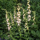 Digitalis grandiflora - Fingerhut