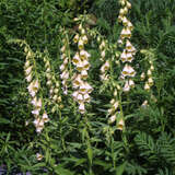 Digitalis grandiflora - Fingerhut