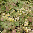Epimedium versicolor 'Sulphureum': Bild 1/5