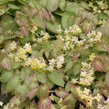 Epimedium versicolor 'Sulphureum' - Elfenblume