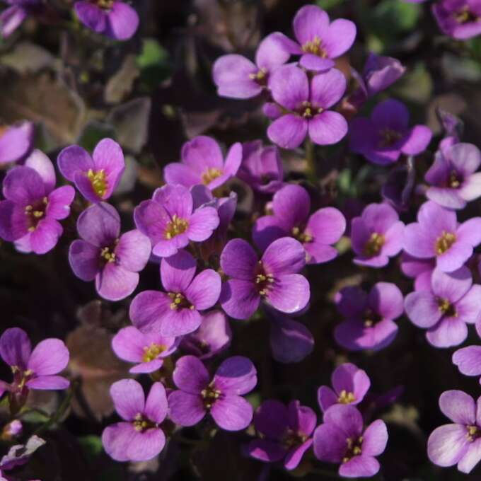 Gänsekresse Arabis caucasica 'Hedi' rosa