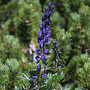 Aconitum napellus - Eisenhut