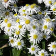 Aster dumosus 'Kristina': Bild 1/3