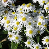 Aster dumosus 'Kristina' - Kissenaster