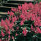Astilbe chinensis pumila