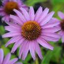 Echinacea purpurea 'Magnus' - Roter Sonnenhut