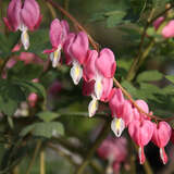 Dicentra spectabilis - Herzblume