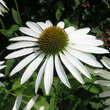 Echinacea purpurea 'Weißer Schwan': Bild 1/5