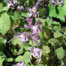 Epimedium grandiflorum 'Lilafee' - Elfenblume