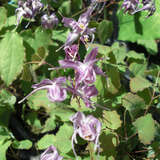 Epimedium grandiflorum 'Lilafee' - Elfenblume