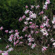 Magnolia loebneri 'Leonard Messel': Bild 8/8
