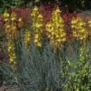 Asphodeline lutea - Junkerlilie