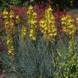 Asphodeline lutea - Junkerlilie