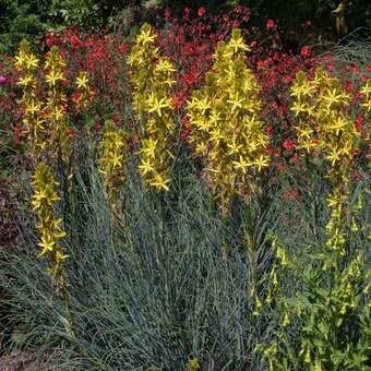 Asphodeline lutea