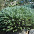 Artemisia schmidtiana 'Nana': Bild 1/3