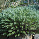 Artemisia schmidtiana 'Nana' - Edelraute