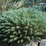 Artemisia schmidtiana 'Nana' - Edelraute