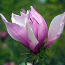 Magnolie genie Magnolie genie