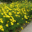 Coreopsis verticillata 'Zagreb': Bild 1/3