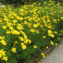Coreopsis verticillata 'Zagreb' - Mädchenauge