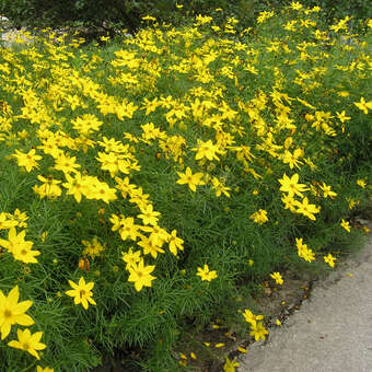 Coreopsis verticillata 'Zagreb'