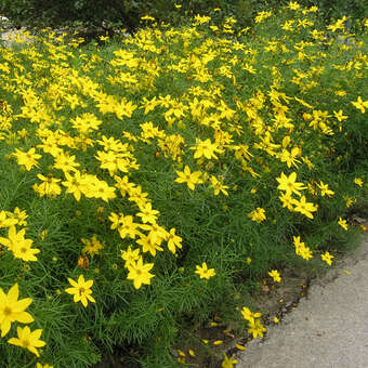 Coreopsis verticillata 'Zagreb'