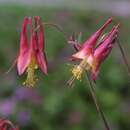 Aquilegia canadensis - Akelei