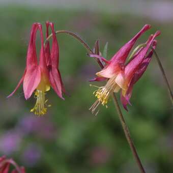 Aquilegia canadensis