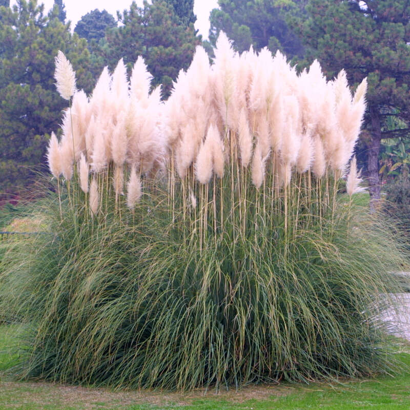 Pampasgras - Cortaderia selloana - wei