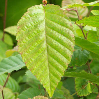 Carpinus turczaninowii