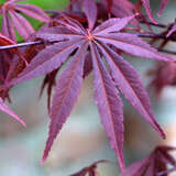 Acer palmatum 'Inazuma' - Japanischer Ahorn