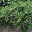 Cotoneaster dammeri 'Coral Beauty': Bild 5/10