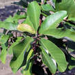 Magnolia hypoleuca: Bild 2/3